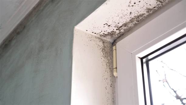 Best Crawl Space Mold Removal  in Modesto, CA
