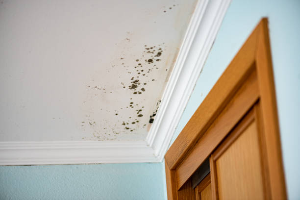 Best Commercial Mold Removal  in Modesto, CA