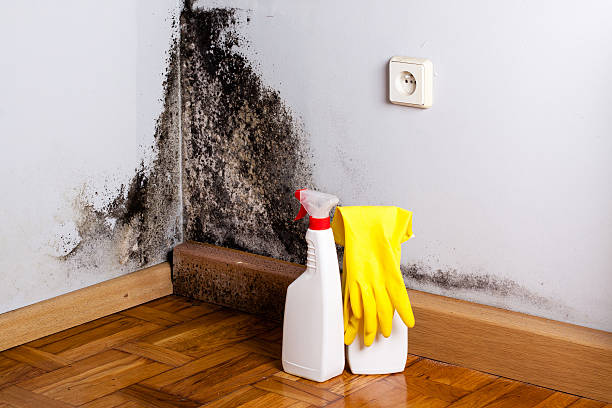 Certified Mold Removal in Modesto, CA