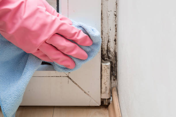 Best Certified Mold Removal  in Modesto, CA